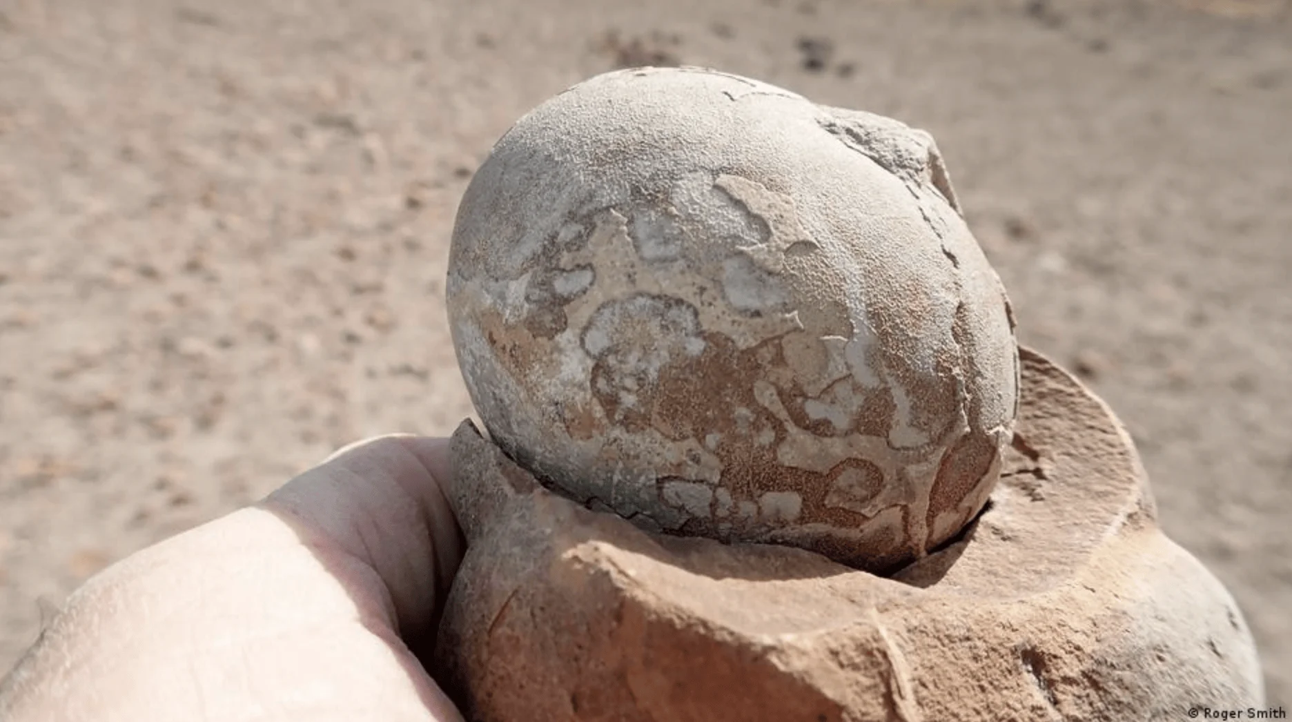 Una mano sostiene un huevo fósil petrificado sobre rocas sedimentarias en un terreno desértico seco.
