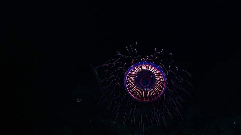 Medusa con tentáculos rosados y violetas bioluminiscentes flotando en las profundidades del océano en total oscuridad.