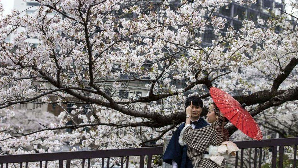 Una pareja vestida con ropa tradicional japonesa posa bajo un cerezo en plena floración, sosteniendo una sombrilla roja.