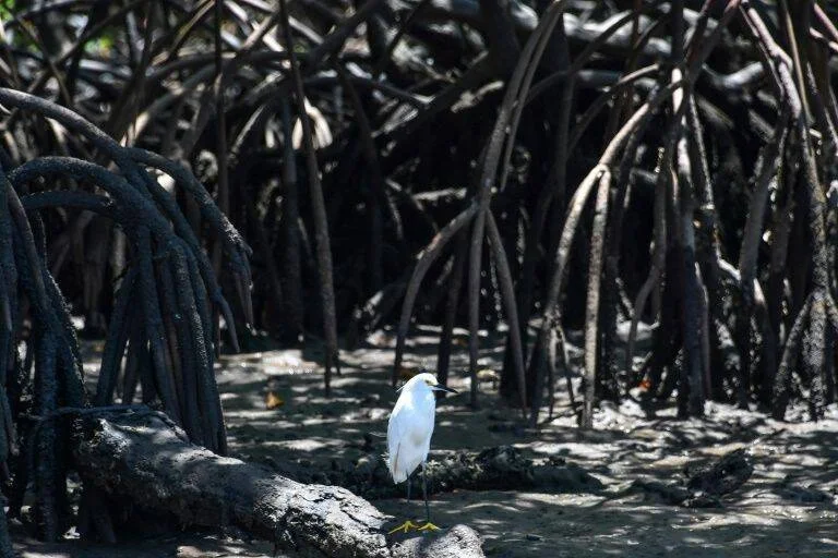Una garza blanca posada sobre una raíz en el interior de un manglar con suelo fangoso.