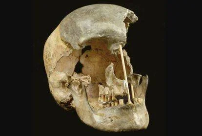 Cráneo humano fósil visto de perfil con una varilla de medición insertada, sobre fondo negro.