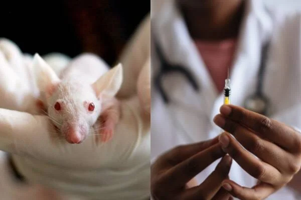 Ratón blanco de laboratorio sostenido con guantes junto a un médico preparando una jeringa, aludiendo a ensayos preclínicos.