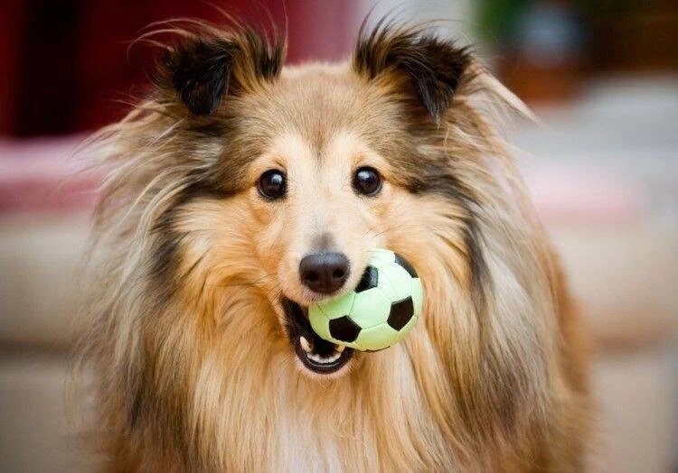 Perro collie de pelo largo sostiene una pequeña pelota de fútbol en la boca mirando a cámara.