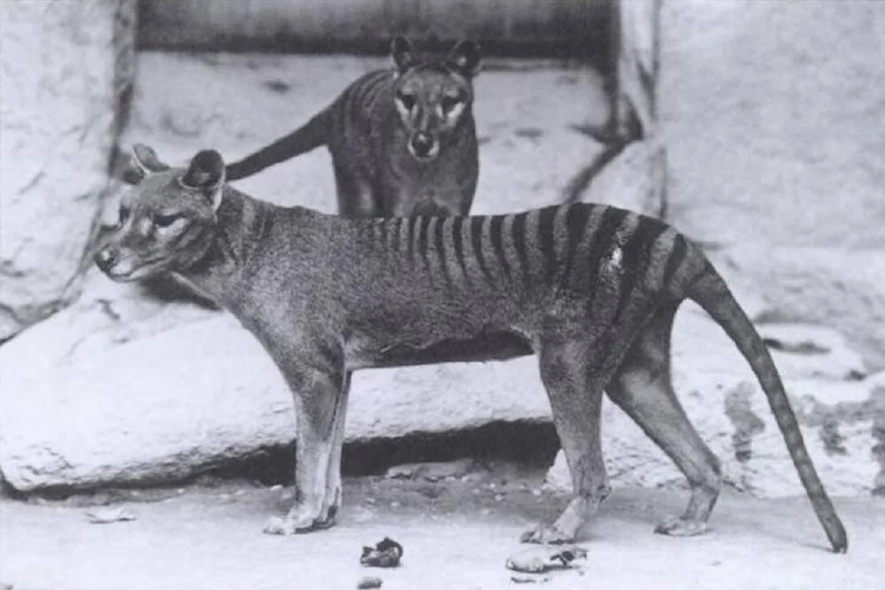 Dos tilacinos, marsupiales extintos con rayas oscuras en el lomo, fotografiados en cautiverio en imagen histórica en blanco y negro.