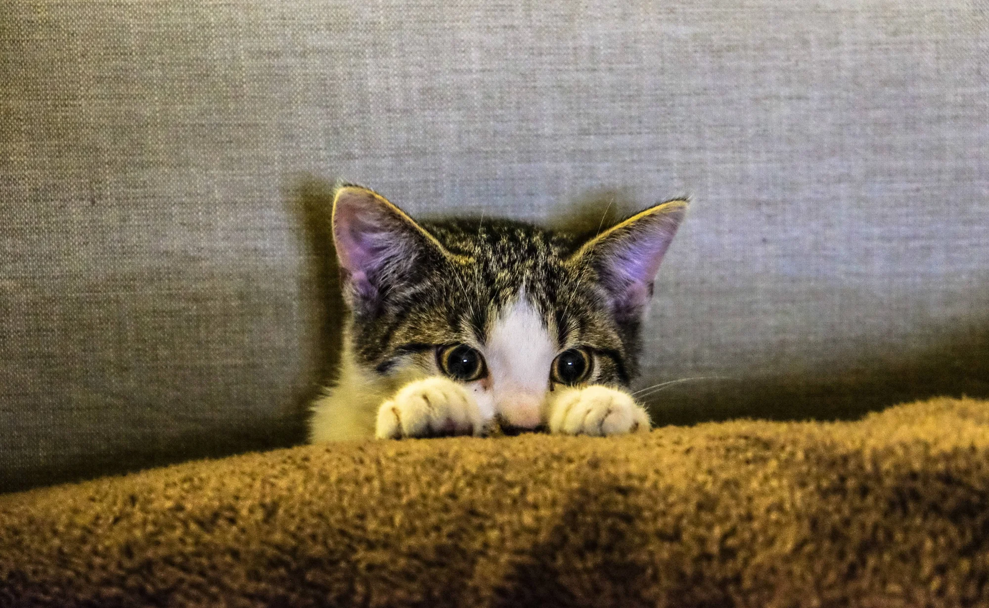 Gatito atigrado con ojos grandes se asoma curiosamente por encima del borde de un sofá, apoyando sus patitas delanteras.