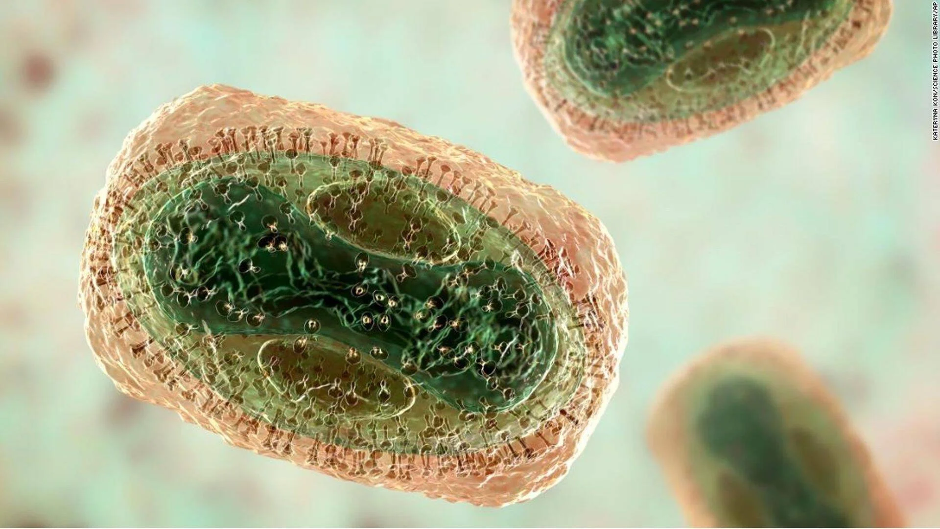 Recreación tridimensional de partículas de virus con estructura interna verde visible y cubierta exterior rosada con protuberancias.