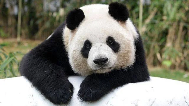 Oso panda gigante con manchas blancas y negras apoya sus patas sobre una superficie blanca, con bambú al fondo.