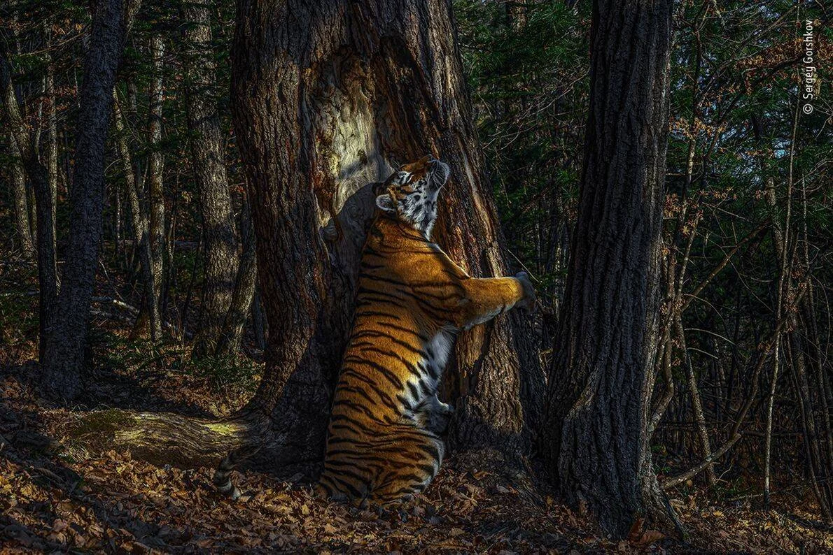 Tigre siberiano erguido sobre sus patas traseras abraza y frota su cara contra un gran árbol en un bosque oscuro.