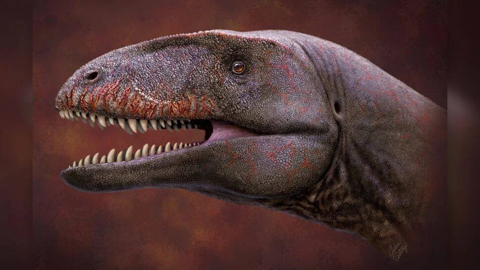 Reconstrucción artística del rostro de un gran dinosaurio carnívoro con la boca abierta mostrando dientes afilados y piel escamosa grisácea con marcas rojizas.