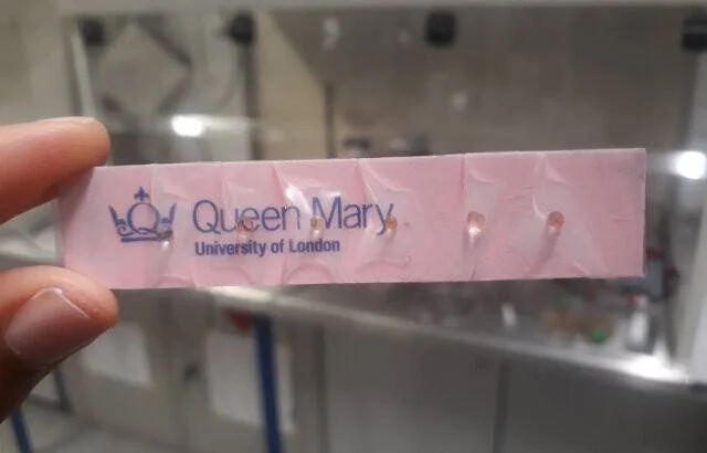 Mano sosteniendo una pequeña placa rosada con el logo y nombre de Queen Mary University of London, con microestructuras visibles en su superficie.