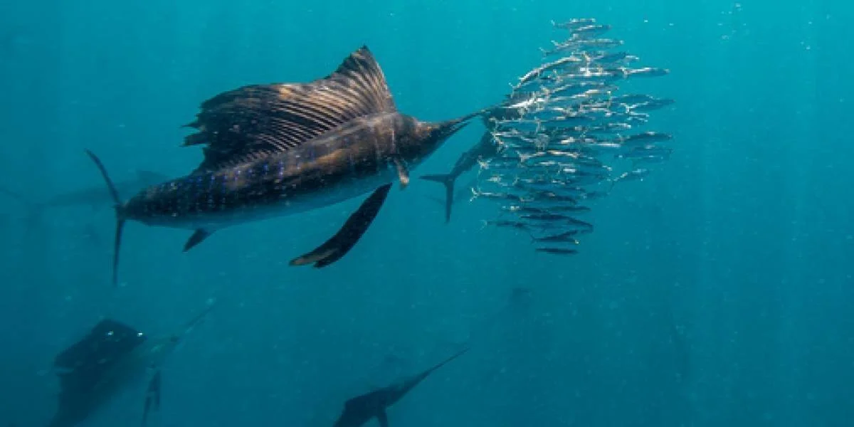 Un pez vela ataca un cardumen de peces pequeños en aguas azules, con otros peces vela visibles al fondo.