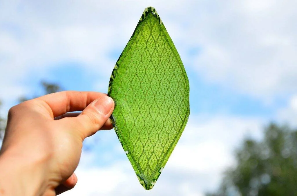 Una mano sostiene una hoja verde con textura reticulada contra un fondo de cielo azul con nubes.
