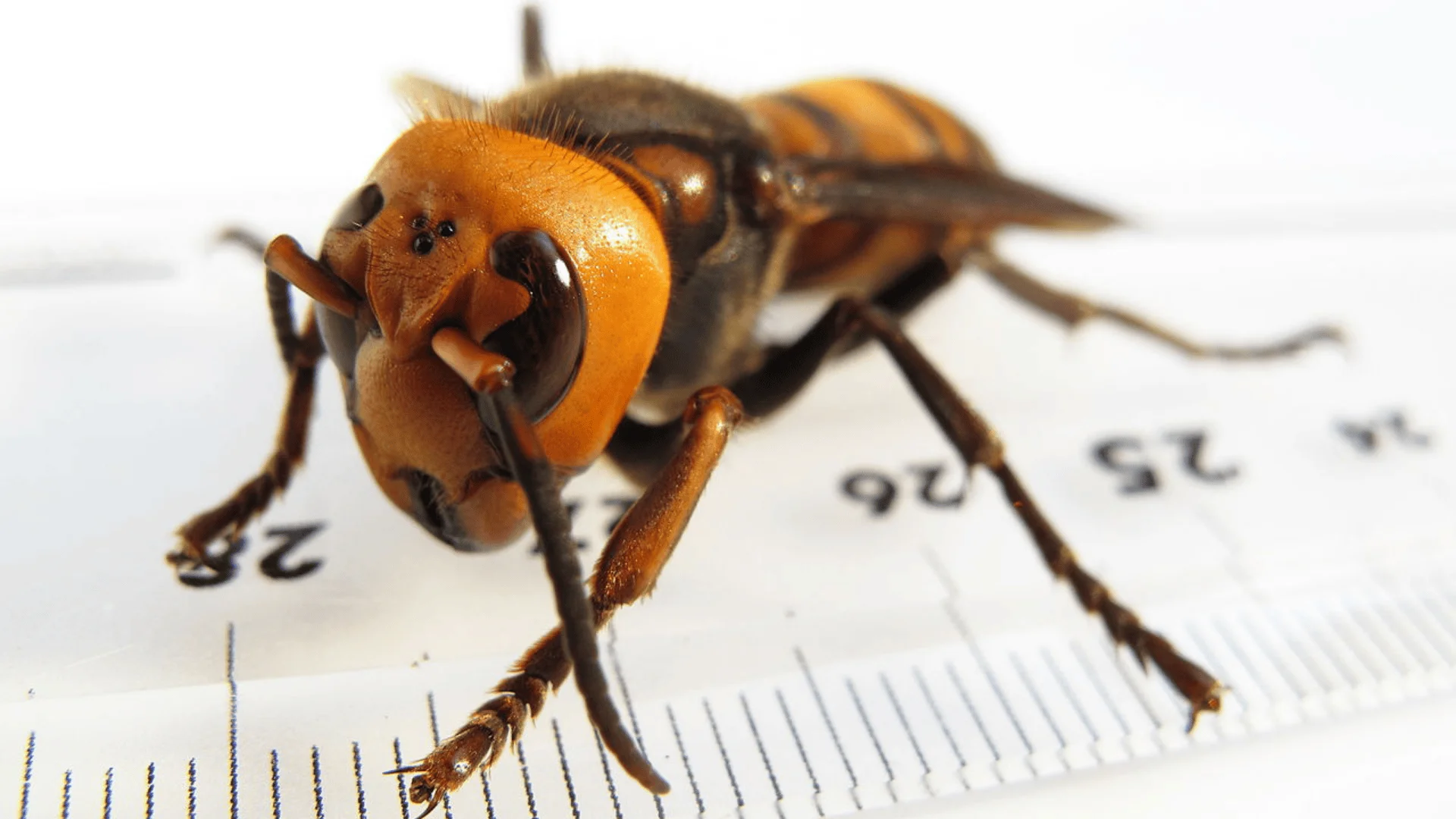 Avispón gigante asiático con cabeza naranja y cuerpo rayado, fotografiado en primer plano sobre una regla que muestra su tamaño de unos 25 mm.
