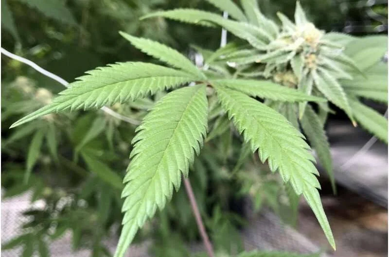 Primer plano de una planta de cannabis con hojas verdes dentadas y una flor al fondo.