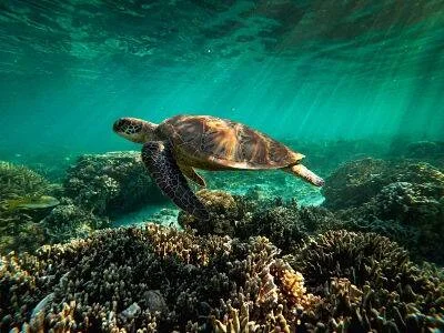 Tortuga marina nada sobre un arrecife de coral con rayos de luz solar filtrándose desde la superficie.