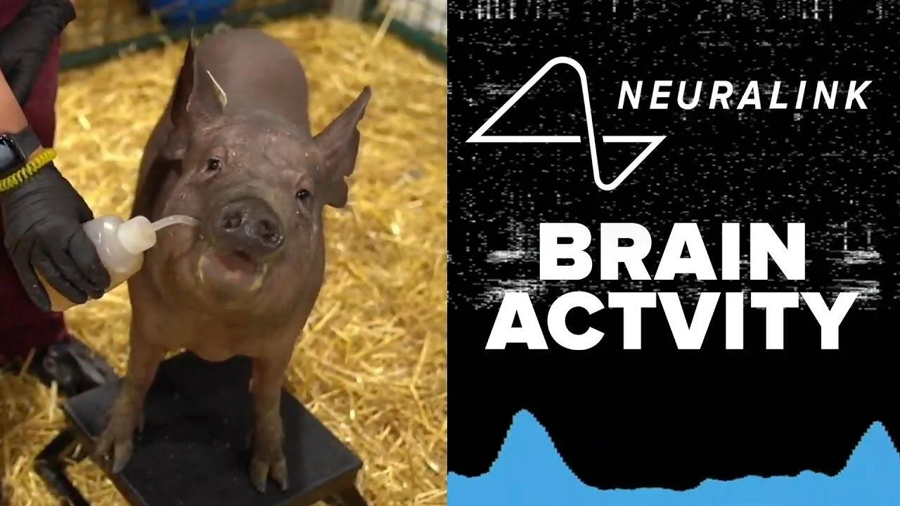 Un cerdo recibe alimento de una persona con guantes junto al logotipo de Neuralink y el texto 'Brain Activity'.