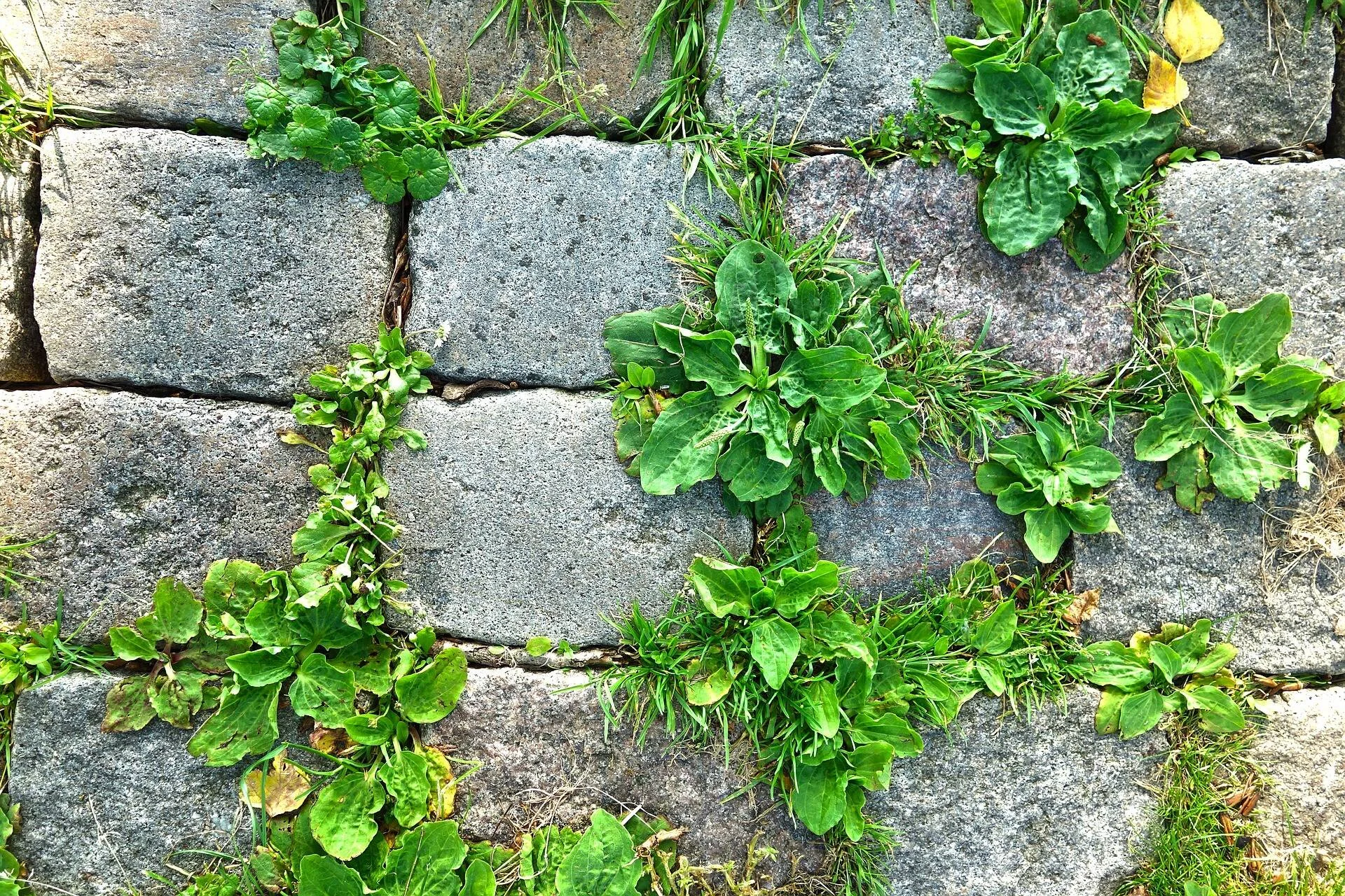 Plantas silvestres y malezas crecen entre las juntas de un pavimento de piedras grises.