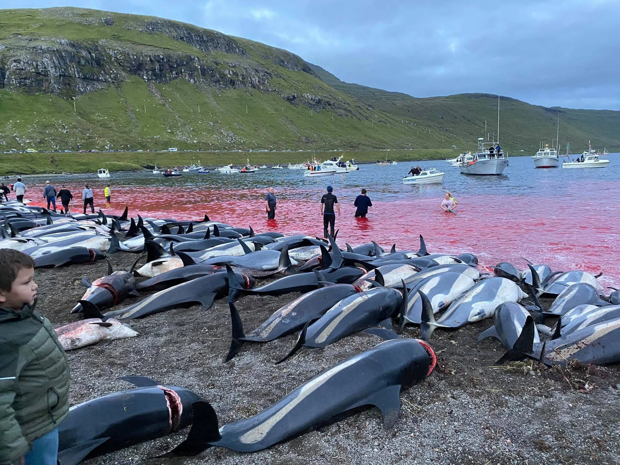 Decenas de delfines muertos en la orilla mientras el mar se tiñe de rojo sangre durante la caza tradicional en las Islas Feroe.