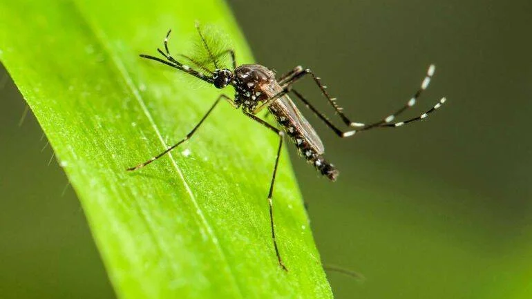 Mosquito con rayas blancas y negras posado sobre una hoja verde, característico del Aedes aegypti transmisor del dengue.