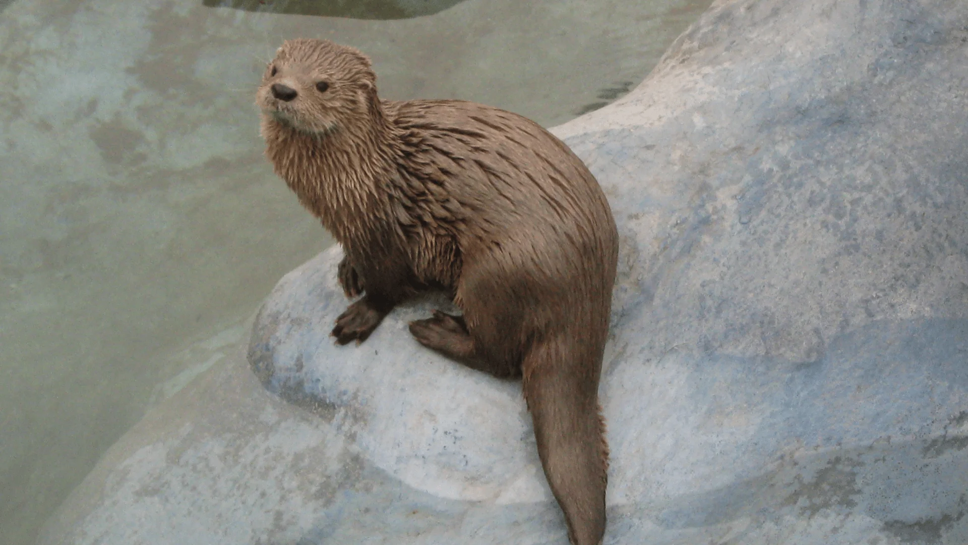 Nutria con pelaje mojado descansa sobre una roca junto al agua, mirando hacia la cámara.