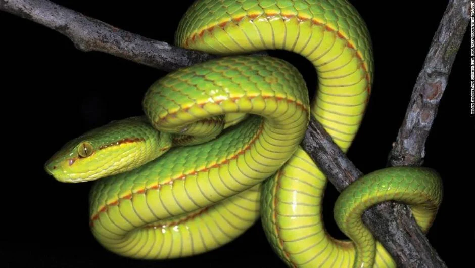 Serpiente de color verde y amarillo con franjas naranjas enroscada sobre una rama en fondo negro.