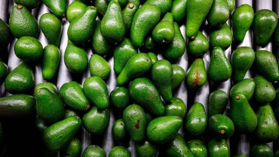 Gran cantidad de aguacates verdes frescos dispuestos sobre una superficie metálica.