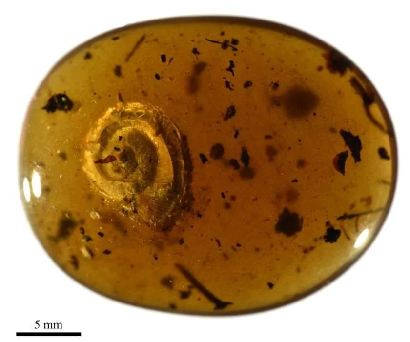 Pieza de ámbar amarillo con un caracol en espiral preservado en su interior, junto a otros restos orgánicos. Escala de 5 mm.