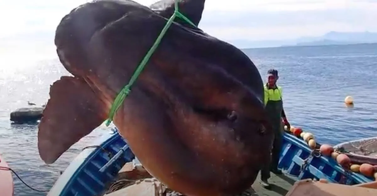 Enorme pez luna (Mola mola) atado con cuerdas verdes sobre una embarcación pesquera, con un pescador al fondo.