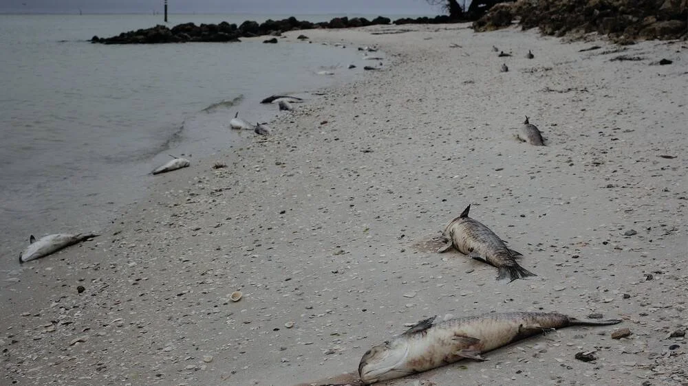 Decenas de peces muertos yacen sobre la arena de una playa, posiblemente víctimas de una marea roja u otro fenómeno de contaminación marina.