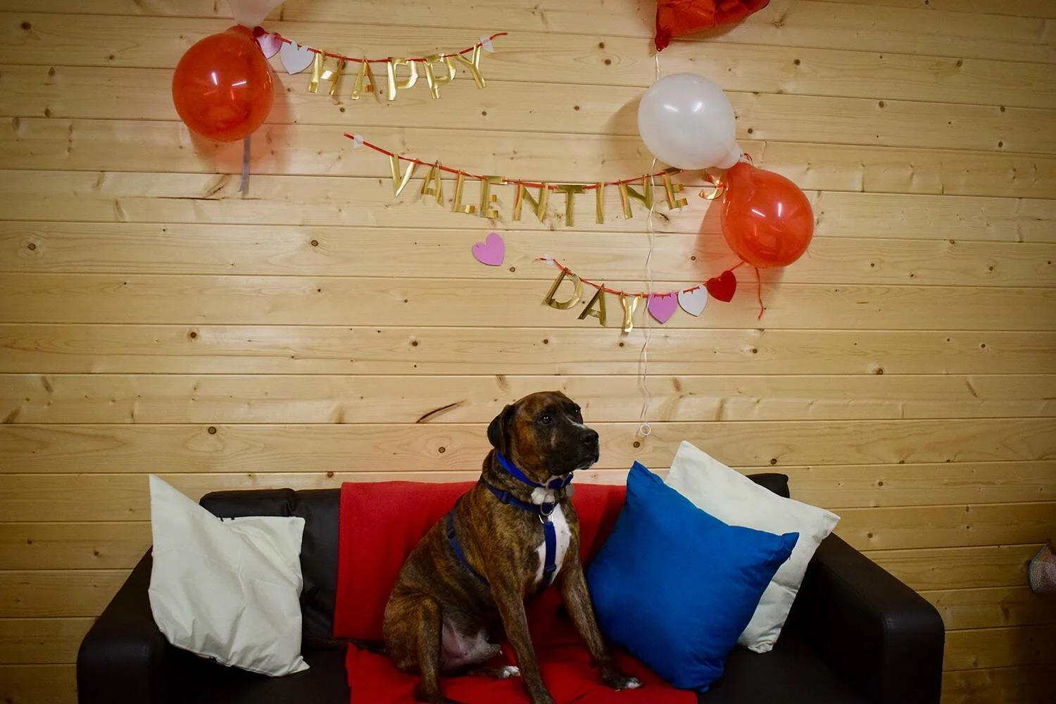 Perro atigrado con corbata azul sentado en un sofá, frente a una pared decorada con globos y guirnalda que dice Happy Valentine's Day.