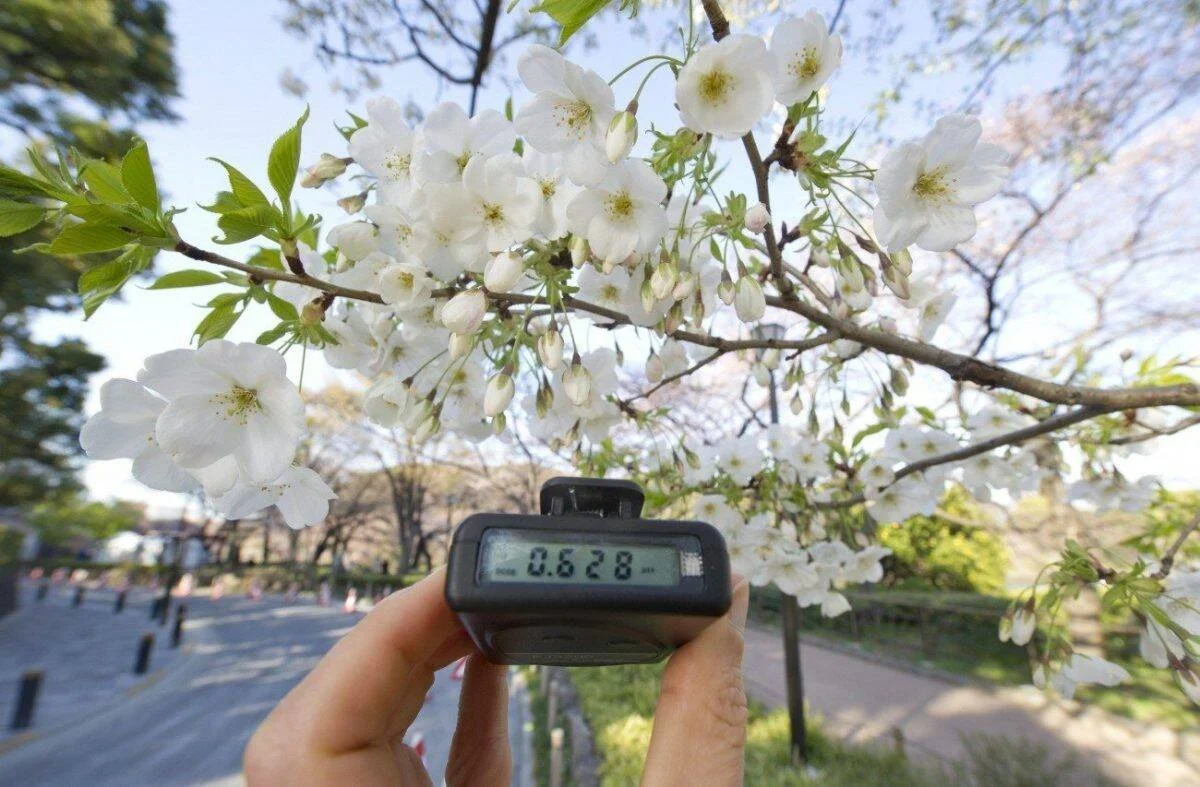 Una mano sostiene un dosímetro que marca 0,628 ante ramas de cerezo en flor blanca en un parque.
