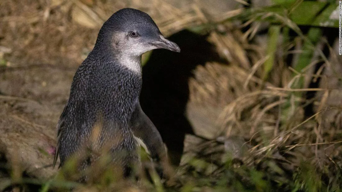 Pingüino azul enano caminando entre hierbas y rocas durante la noche.