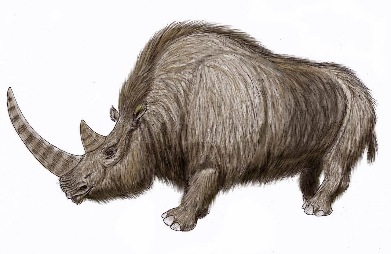 Ilustración artística de un rinoceronte lanudo con pelaje espeso y gran cuerno, animal extinto de la Era del Pleistoceno.