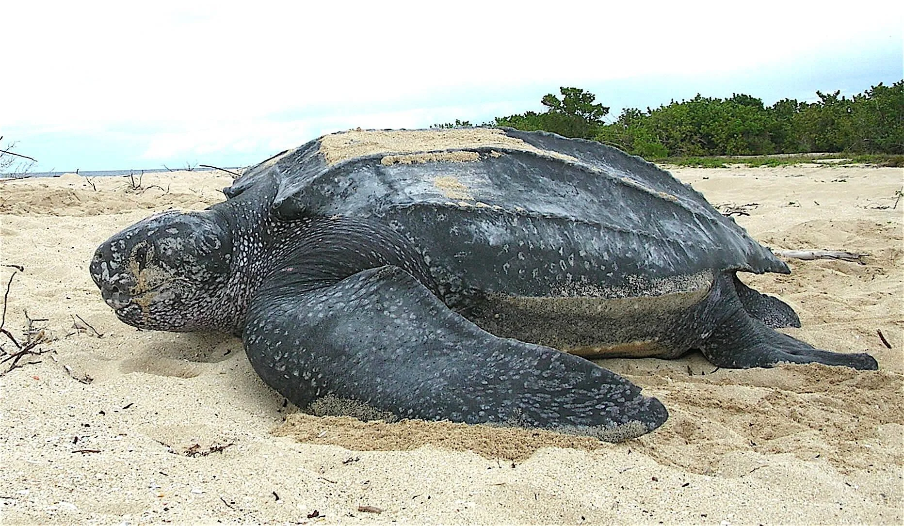 Gran tortuga laúd descansa sobre arena de playa cubierta de arena en su caparazón, probablemente tras anidar.