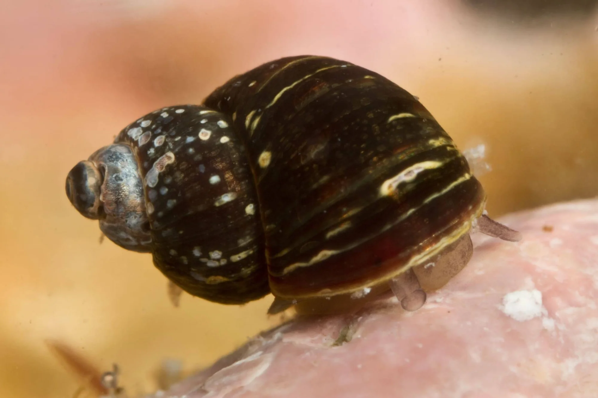 Pequeño insecto de cuerpo oscuro con rayas y manchas amarillas sobre una superficie rosácea, fotografiado en macro.