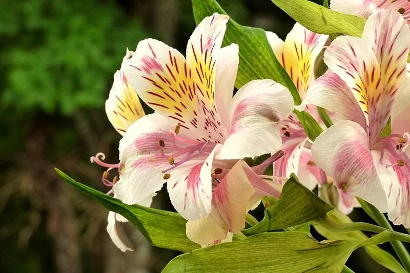 Ramo de alstroemerias con pétalos blancos, rosas y manchas rojizas y amarillas, rodeadas de hojas verdes.