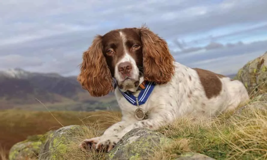 Springer spaniel marrón y blanco con una medalla colgada al cuello, posando sobre rocas en un paisaje montañoso nublado.