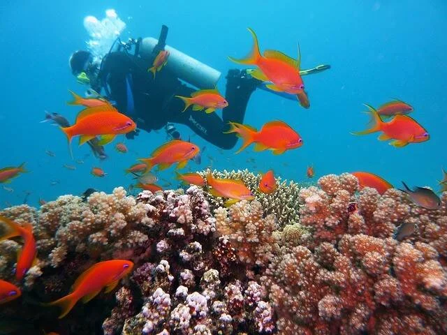 Buceador observa un arrecife de coral rodeado de un banco de peces de color naranja brillante en aguas tropicales.