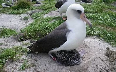 Albatros adulto de plumaje blanco y negro cubre a su polluelo gris en un nido sobre suelo arenoso.