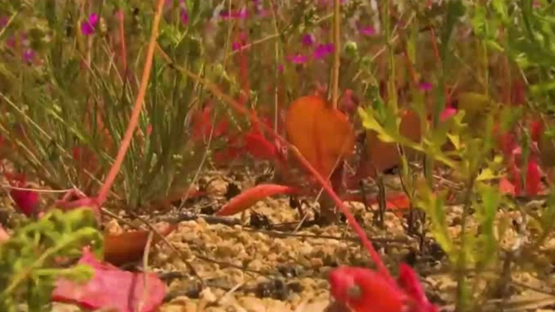 Campo con flores silvestres de colores rojo y magenta entre tallos verdes y suelo arenoso.