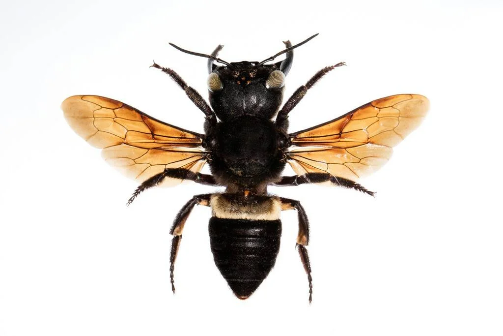 Vista dorsal de una gran abeja de cuerpo negro y alas translúcidas color ámbar sobre fondo blanco.