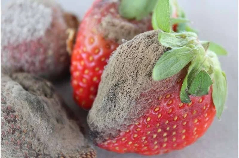 Fresas rojas cubiertas parcialmente por moho gris, signo de podredumbre por Botrytis cinerea.