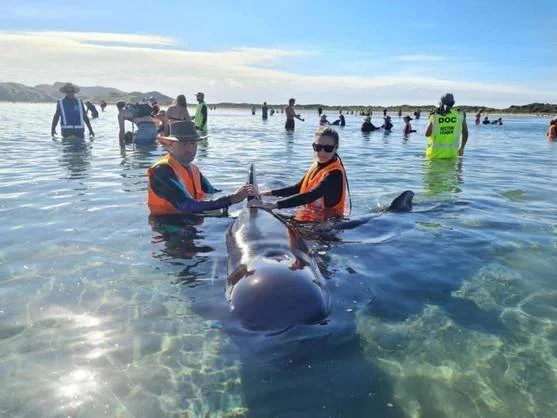 Dos personas con chalecos naranjas sostienen una ballena varada en aguas poco profundas, rodeadas de más voluntarios y personal del DOC.