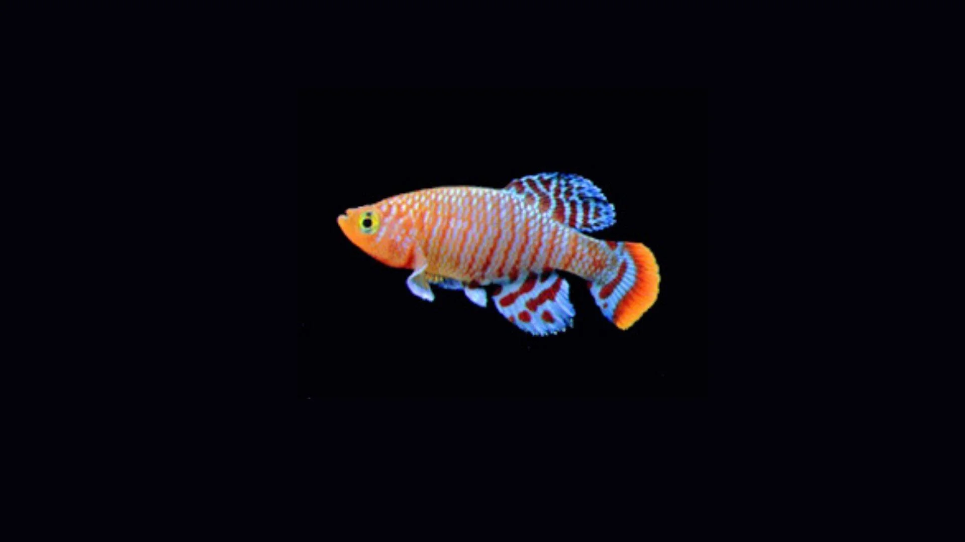 Pez pequeño de colores vivos con cuerpo naranja, rayas blancas y aletas azules y naranjas, sobre fondo negro.