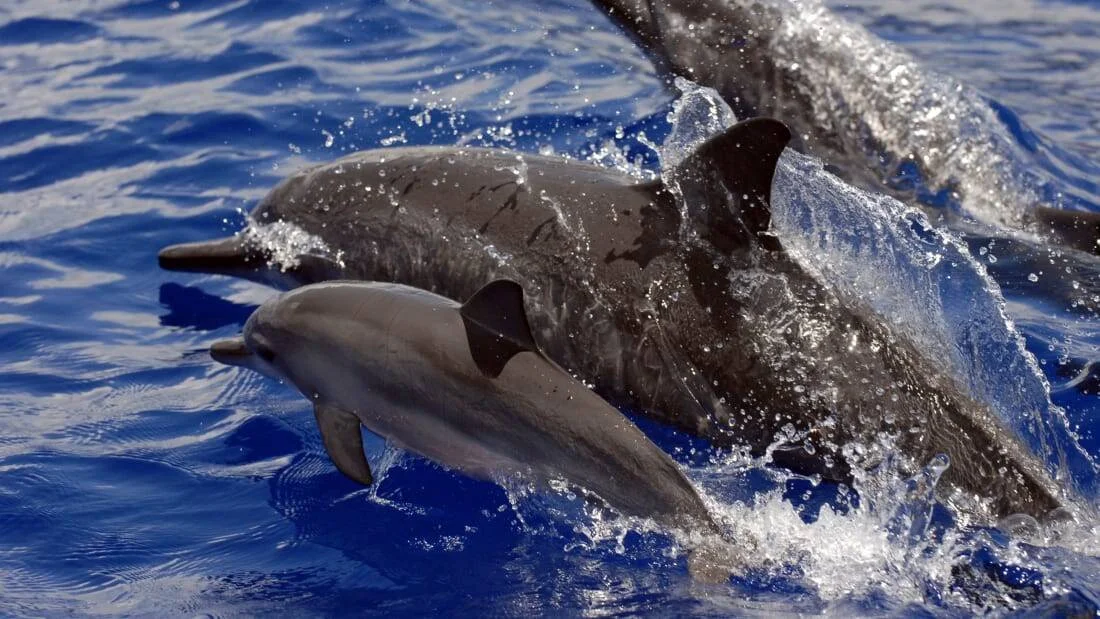 Varios delfines, incluyendo una cría, nadan y saltan juntos en aguas azules del océano abierto.