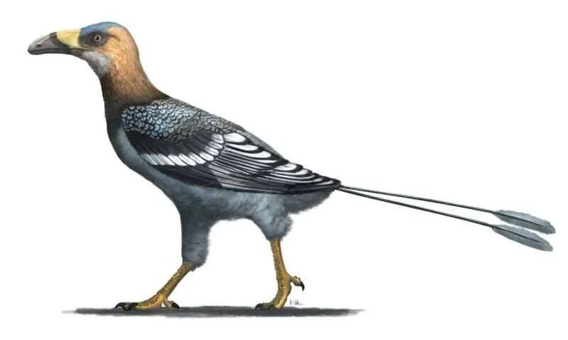 Reconstrucción artística de un ave del Cretácico con plumaje azul y ocre, pico robusto y largas plumas caudales filiformes.