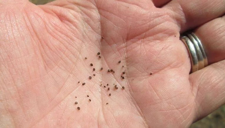 Decenas de semillas diminutas y oscuras descansan sobre la palma abierta de una persona con anillo de plata.