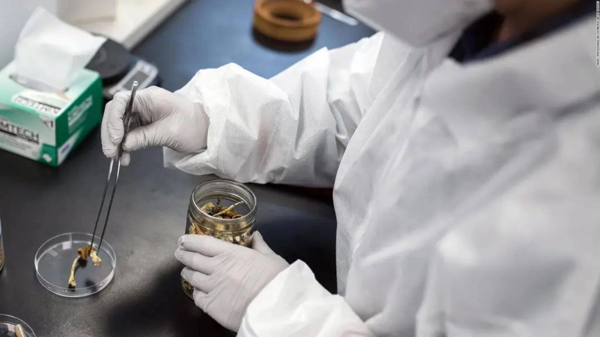 Técnico con traje blanco y guantes extrae hongos secos de un frasco con pinzas en un laboratorio.