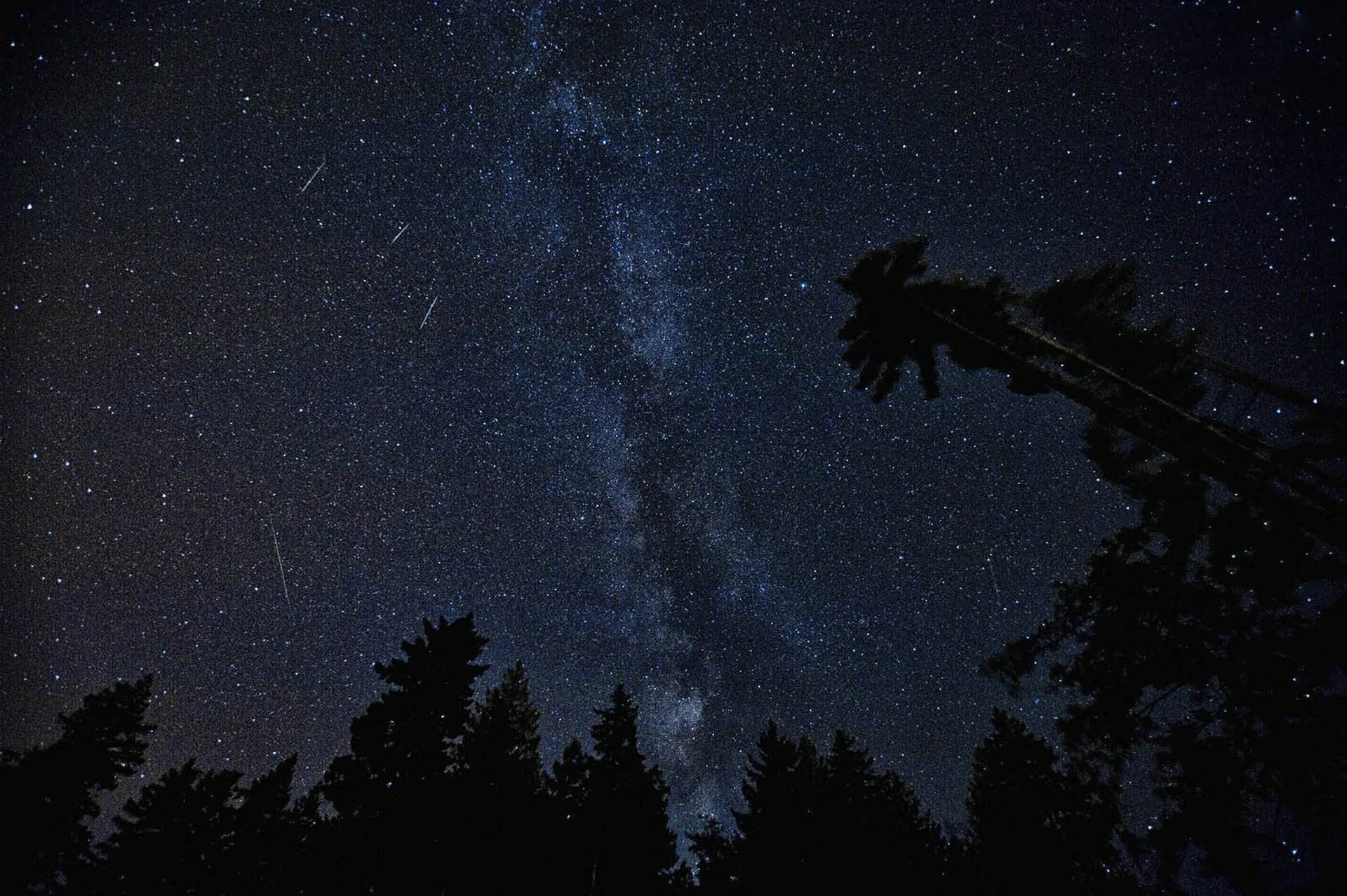 La Vía Láctea y varios meteoros cruzan el cielo estrellado sobre la silueta oscura de árboles de un bosque.