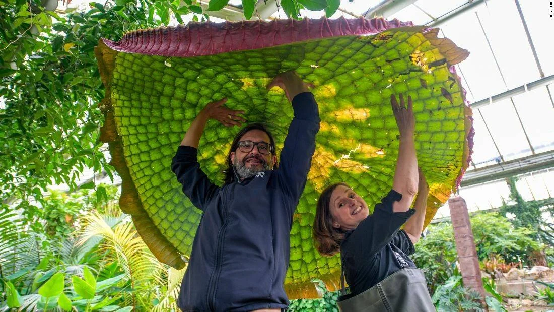 Dos investigadores sostienen sobre sus cabezas una enorme hoja verde de nenúfar gigante en un invernadero tropical.